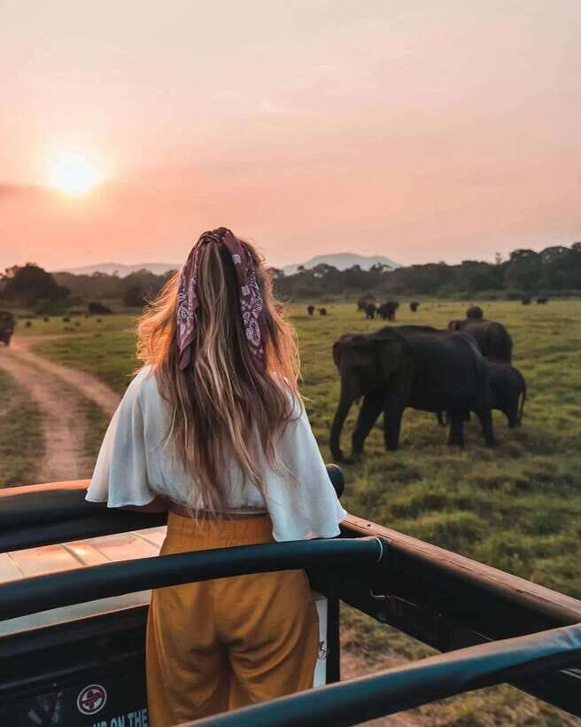 From Sigiriya: Minneriya National Park Elephant Safari - The 4-hour flow: pickup, jeep ride, and your safari loop