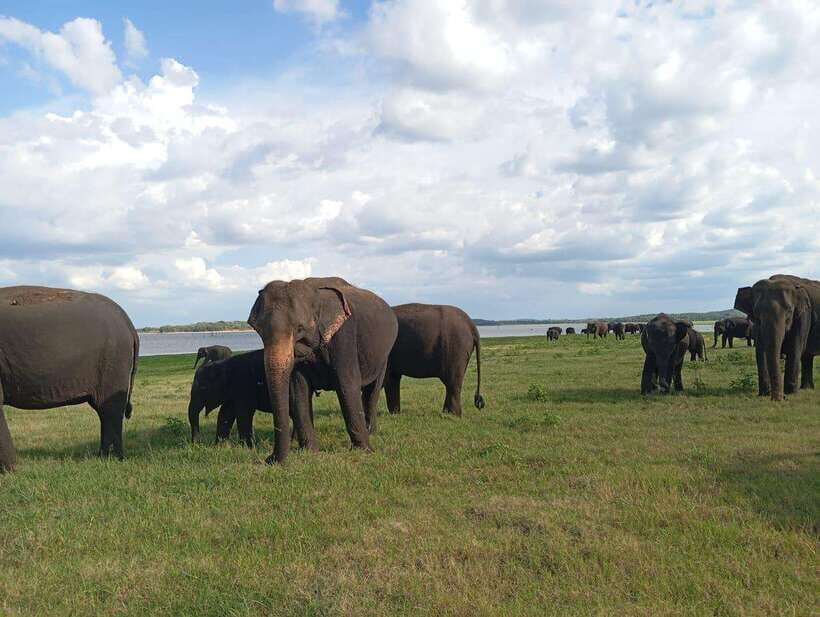 From Sigiriya: Minneriya National Park Half-Day Jeep Safari - Lake visit and photo stops: turning wildlife into memories