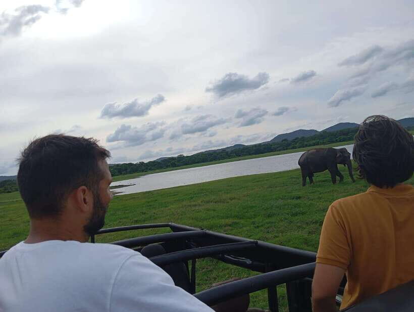 From Sigiriya: Minneriya National Park Half-Day Jeep Safari - The guide experience: English, respect, and calm driving