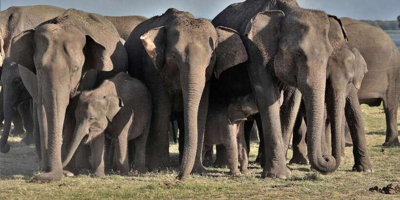 From Sigiriya: Polonnaruwa Ancient City & Minneriya Safari - Minneriya National Park safari: your best shot at elephants gathering