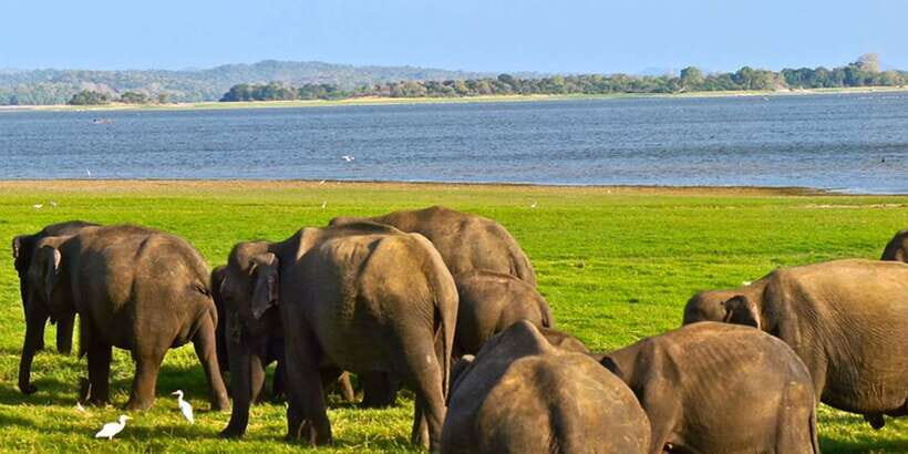 From Tangalle/Hiriketiya: Ella Transfer & Udawalawe Safari - Price and value vs doing it yourself