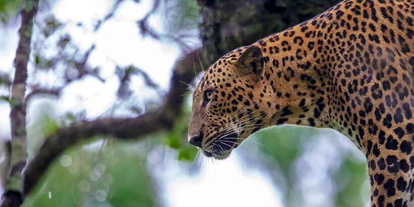 From Tangalle/Hiriketiya: Shuttle to Ella with Yala Safari - Getting to Yala: where the safari actually starts feeling real
