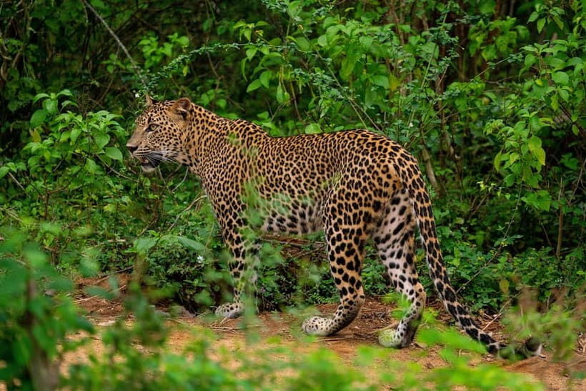 From Tangalle / Hiriketiya - Yala Safari - Drop-off : Ella - Key highlights to know before you go
