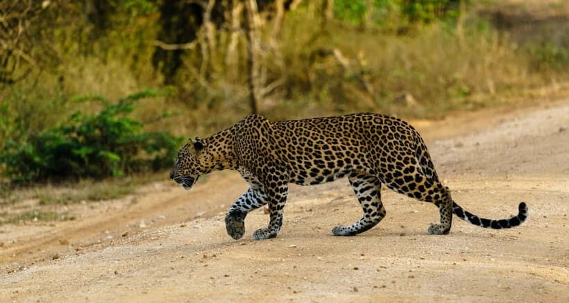 From Tangalle / Hiriketiya - Yala Safari - Drop-off : Ella - Yala National Park: why leopards and elephants drive the hype
