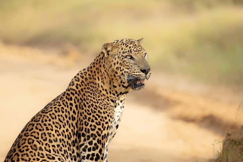 From Tangalle / Hiriketiya - Yala Safari - Drop-off : Ella - The rhythm inside Yala: about four hours of real spotting time