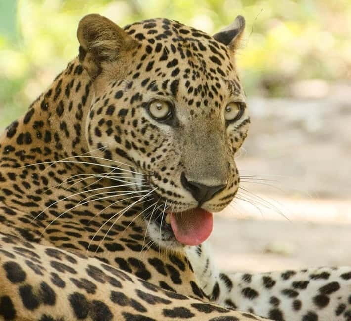 From Tangalle / Hiriketiya - Yala Safari - Drop-off : Ella - What your guide focuses on: more than just animal names