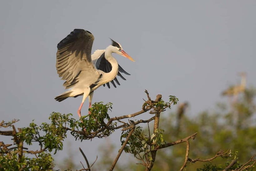 From Tangalle / Hiriketiya - Yala Safari - Drop-off : Ella - Photography from a safari jeep: you’ll want to be ready