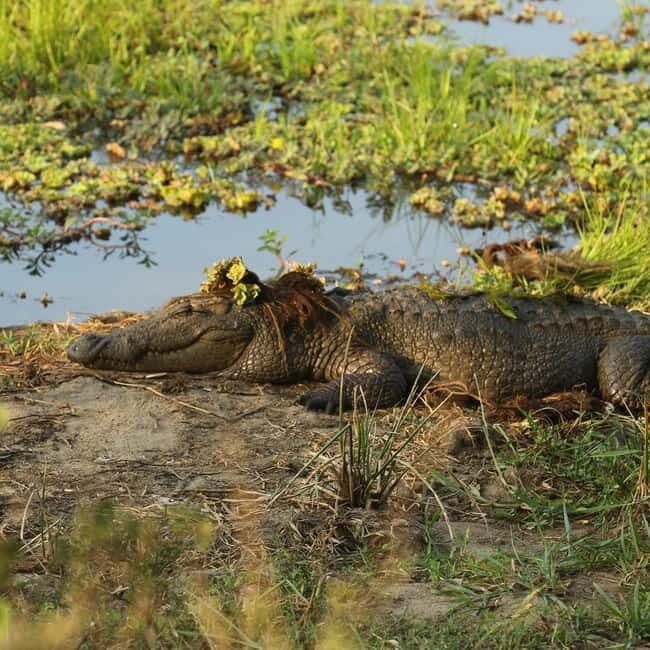 From Tangalle / Hiriketiya - Yala Safari - Drop-off : Ella - Timing and duration: why 8–17 hours can feel long