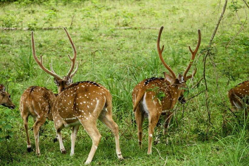 From Tangalle / Hiriketiya : Yala Safari tour & Drop - Ella - Inside Yala National Park: what 4 hours feels like