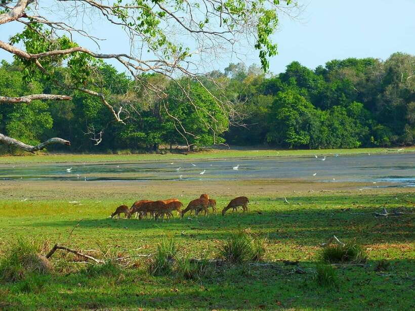 From Tangalle / Hiriketiya : Yala Safari tour & Drop - Ella - Drop-off in Ella: turning safari time into real travel progress