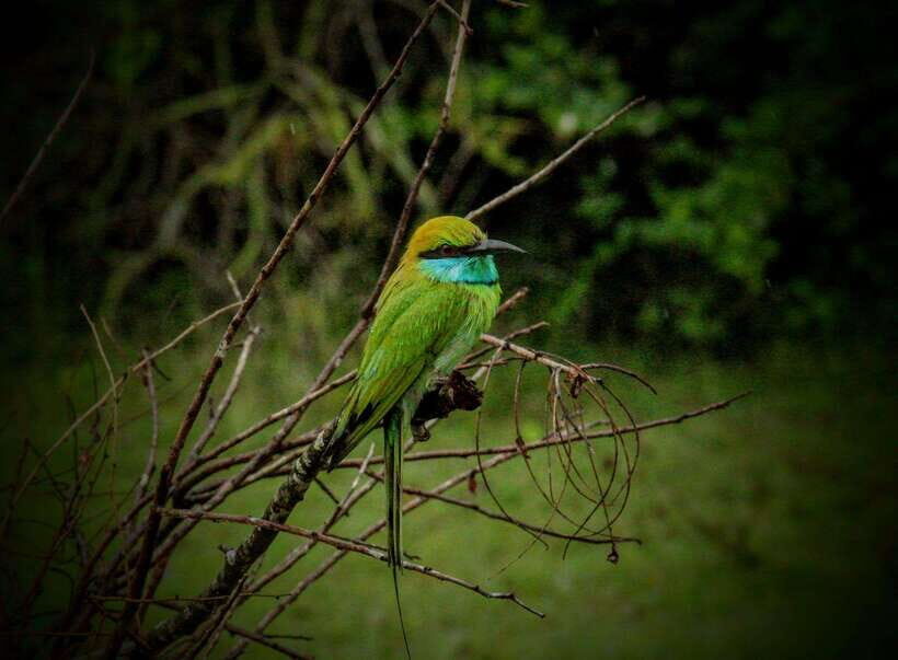 From Tangalle / Hiriketiya : Yala Safari tour & Drop - Ella - Should you book this Yala Safari and Ella drop?
