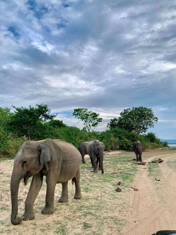 From Tangalle / Hiriketiya : Yala Safari tour & Drop - Ella - Air-conditioned comfort meets real off-road time
