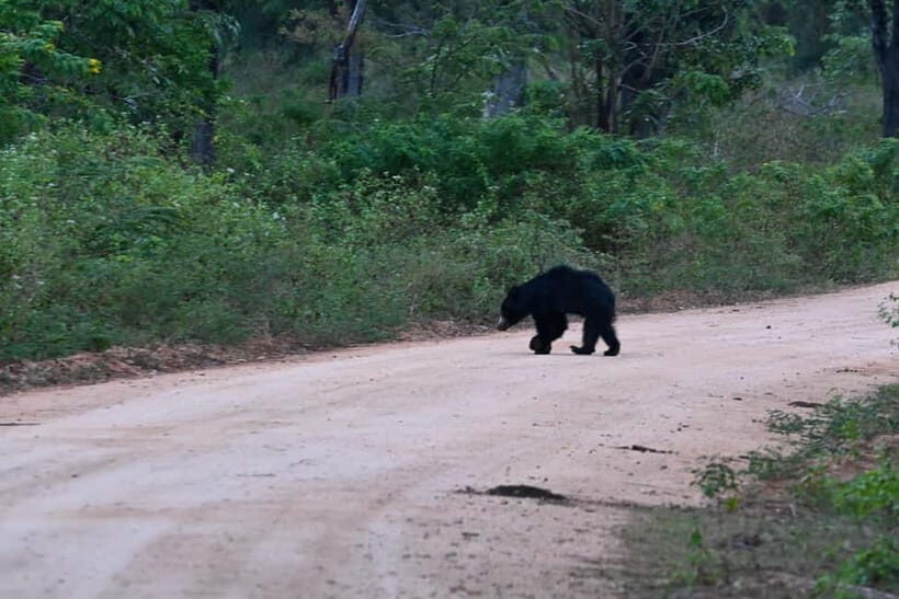 From Tangalle/ Hiriketiya: Yala Safari with Drop: Ella - The guide factor: spotting skill matters more than you think