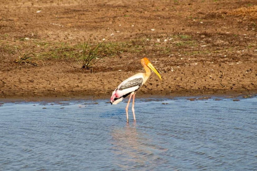 From Tangalle/ Hiriketiya: Yala Safari with Drop: Ella - Who should book this Yala Safari with drop to Ella?