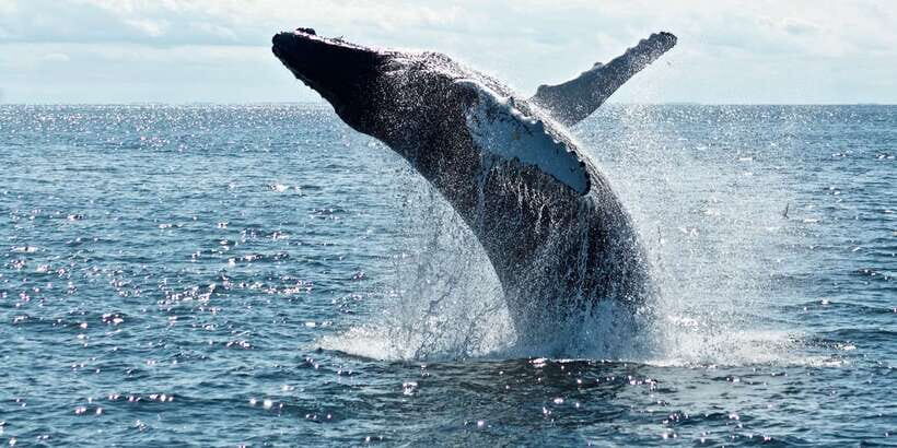 From Tangalle: Mirissa Whale Watching Tour with Breakfast - Key Things I’d Focus On