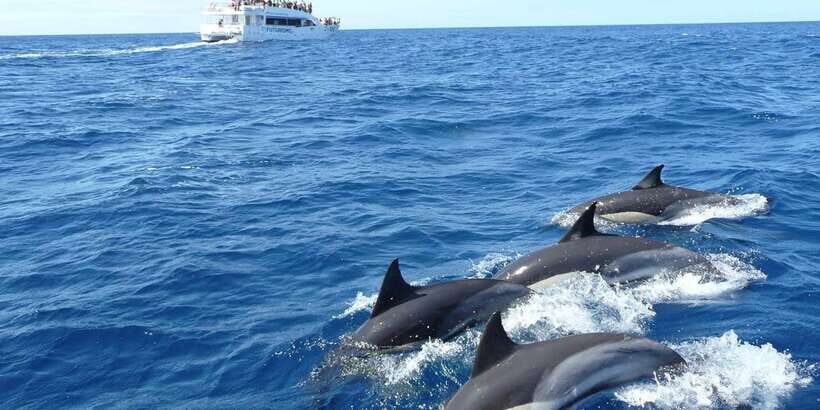 From Tangalle: Mirissa Whale Watching Tour with Breakfast - From Tangalle to Mirissa Pier: The Morning Flow