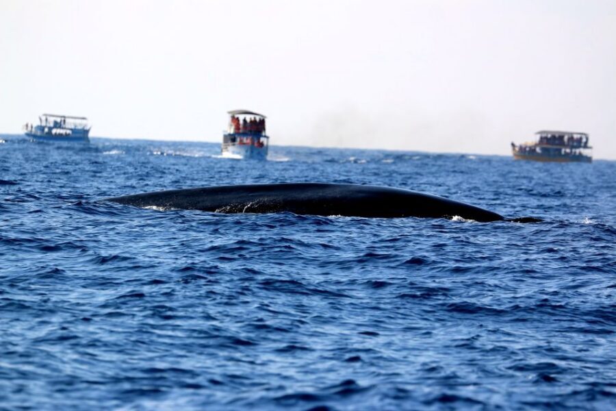 From Tangalle: Mirissa Whale Watching Tour with Breakfast - How the Timing Works (and Why It Matters)
