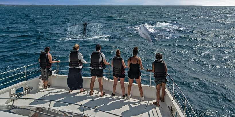From Tangalle: Mirissa Whale Watching Tour with Breakfast - Price and Value: What $153 Buys You Here