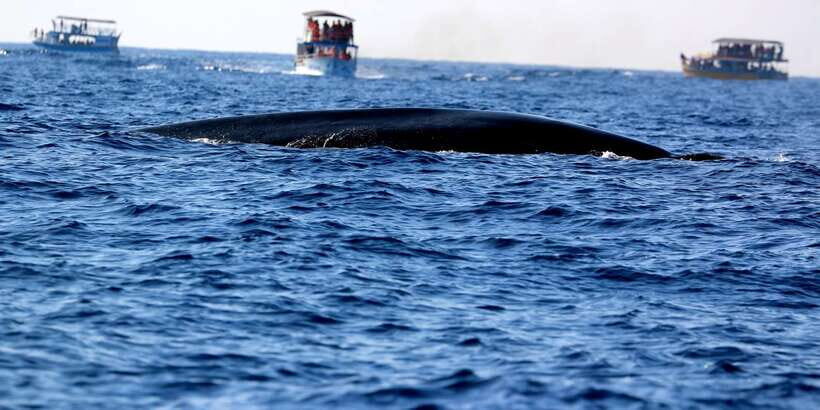 From Tangalle: Mirissa Whale Watching Tour with Breakfast - Should You Book This Mirissa Whale Watching Tour From Tangalle?