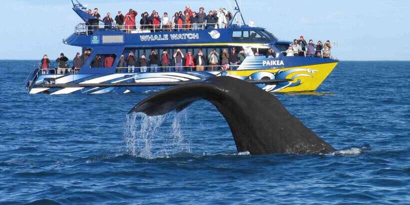 From Tangalle: Mirissa Whale Watching Tour with Breakfast - What You’ll Actually See: Whales, Dolphins, and When the Boat Slows