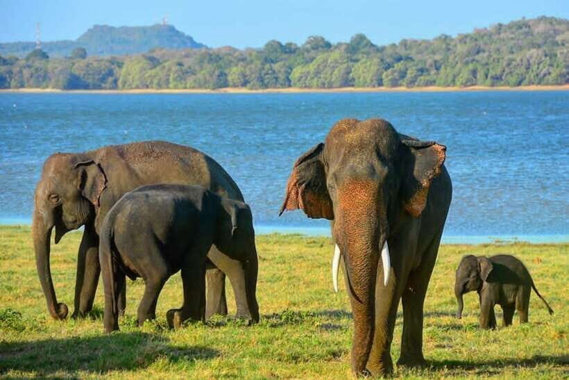 From Trincomalee : Minneriya / Kaudulla Elephant Safari - In-park time: how you’ll spot elephants and other wildlife
