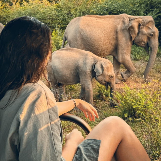From Trincomalee : Minneriya / Kaudulla Elephant Safari - Quick checklist for your day