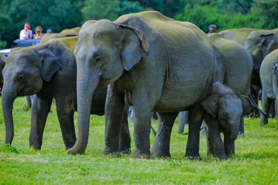 From Trincomalee: Minneriya National Park 4X4 Jeep Safari - Key things I’d zero in on