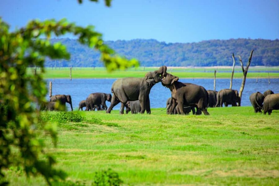 From Trincomalee: Minneriya National Park 4X4 Jeep Safari - Wildlife beyond elephants: monkeys, mongoose, and spotted deer