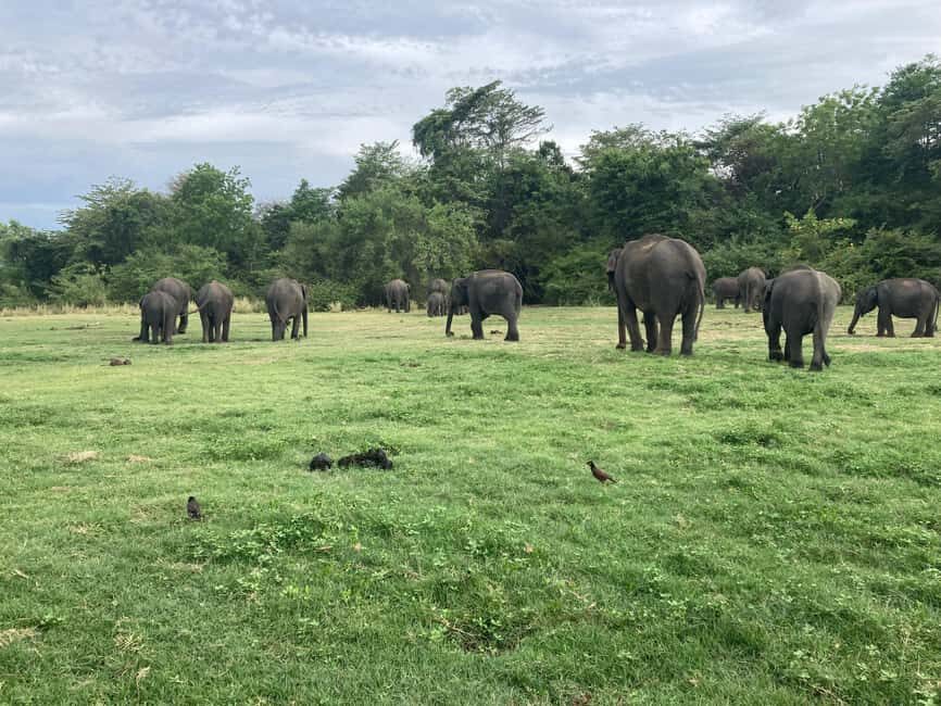 From Trincomalee: Minneriya National Park 4X4 Jeep Safari - Jeep safari reality check: comfort, cameras, and how to get better photos