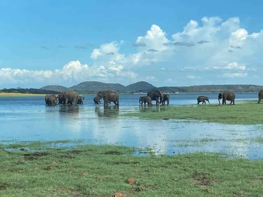From Trincomalee: Minneriya National Park 4X4 Jeep Safari - Price and value: $125 plus the entrance fee you must budget for