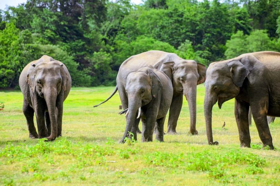 From Trincomalee: Minneriya National Park 4X4 Jeep Safari - Who this safari suits best (and who might rethink it)
