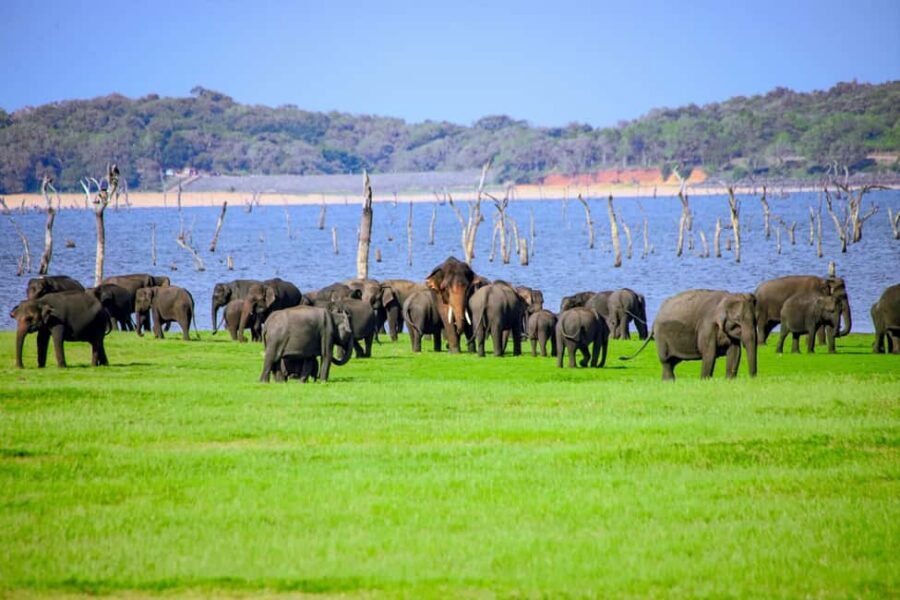 From Trincomalee: Minneriya National Park 4X4 Jeep Safari - Minneriya National Park: What makes this elephant safari different