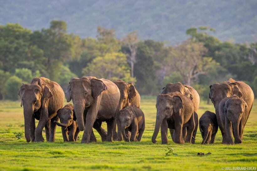 From Trincomalee: Village Tour & Minneriya Elephant Safari - Key points to know before you go