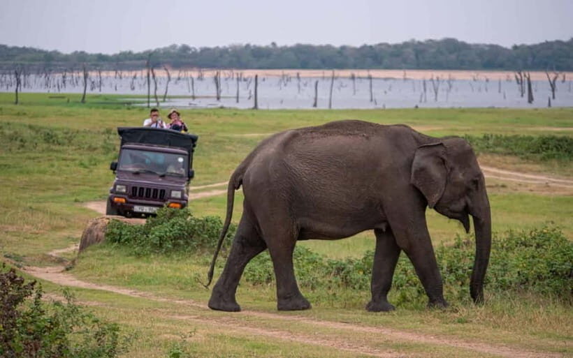 From Trincomalee: Village Tour & Minneriya Elephant Safari - The rural village morning: bullock cart, canoe, and local cooking