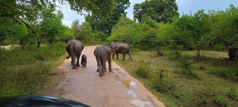 From Udawalawa : Udawalawa National Park Safari Tours - Getting to Udawalawe: the easy start that matters