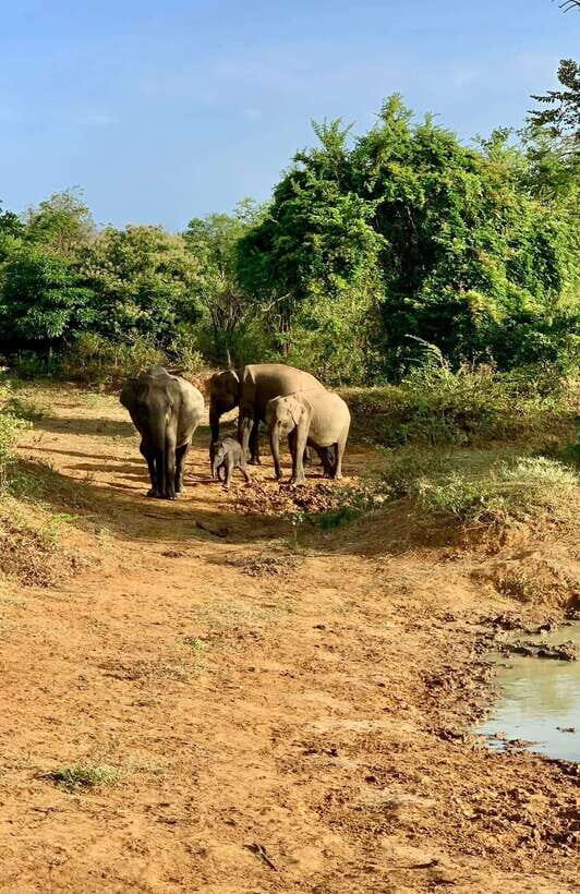 From Udawalawa : Udawalawa National Park Safari Tours - Wildlife beyond elephants: crocodiles, leopards, birds, and more