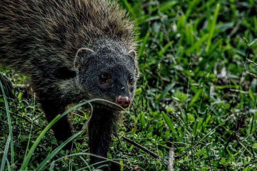 From Udawalawa : Udawalawa National Park Safari Tours - Udawalawe Reservoir: the photo stop that can change your mood