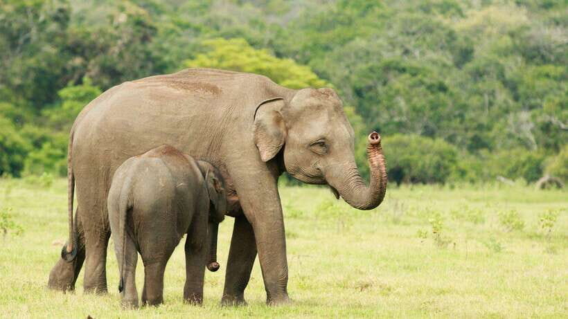 From Udawalawa : Udawalawa National Park Safari Tours - Timing and how to plan your day around it