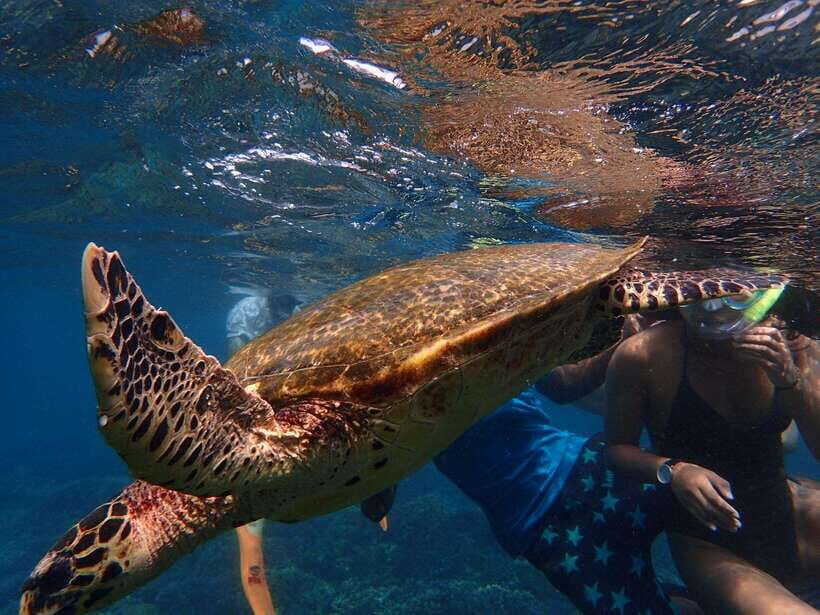From Uppuveli Beach: Pigeon Island Snorkeling Tour - Snorkeling at Pigeon Island: reefs, fish, turtles, and the shark question