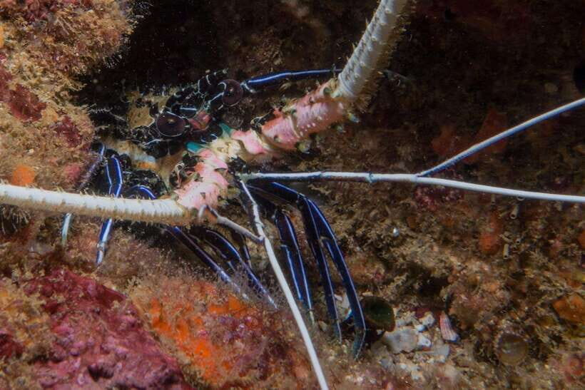 From Uppuveli Beach: Pigeon Island Snorkeling Tour - Price and logistics: is $50 worth it with the 13,000 LKR fee?