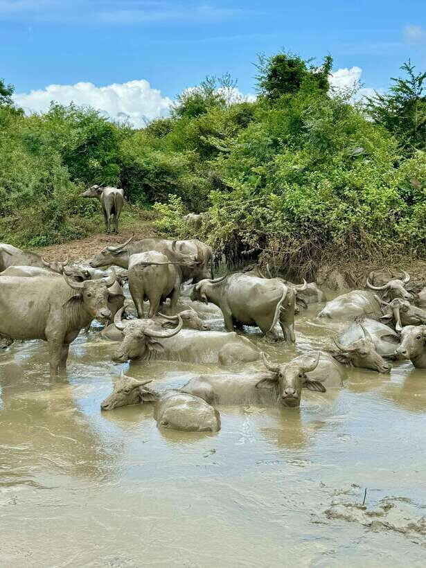 From Weligama : Udawalawa National Park Safari Tour - Key things that make this safari worth your time