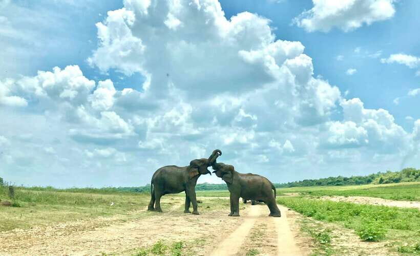 From Weligama : Udawalawa National Park Safari Tour - Elephant Transit Home: conservation you can actually see