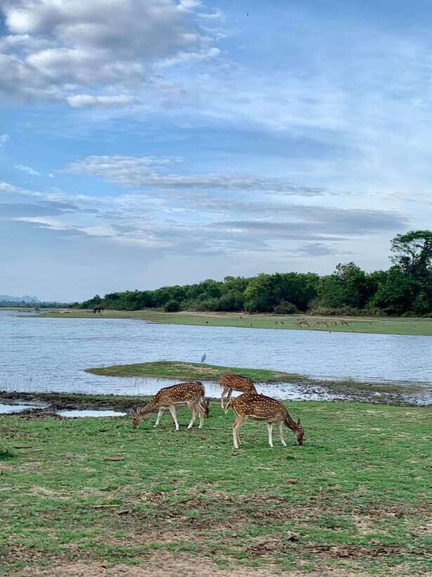 From Weligama : Udawalawa National Park Safari Tour - Wildlife-spotting reality check: traffic, timing, and what to do