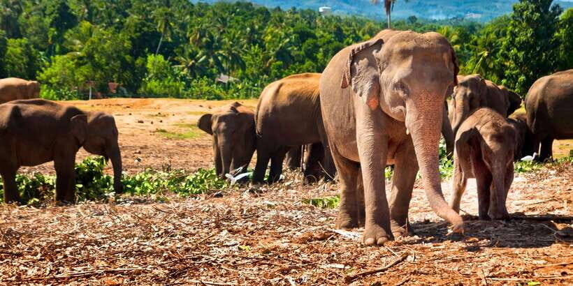 From west coast: Kandy, Tooth temple, Botanical & Tea garden - One Day From the West Coast: Expect Hills, Not Just Stops
