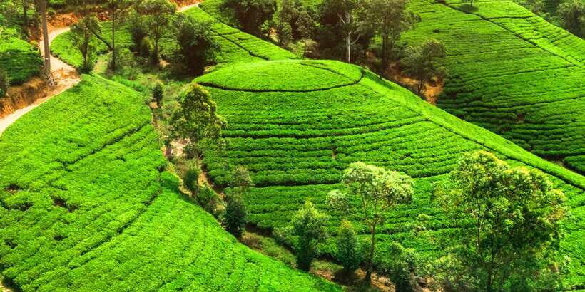 From west coast: Kandy, Tooth temple, Botanical & Tea garden - The Temple of the Sacred Tooth: Sacred Site Meets Performance