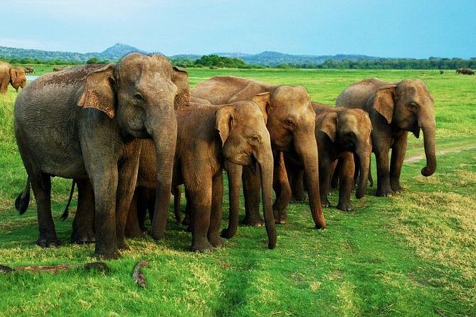 Full-Day Minneriya and Kaudulla National Parks Private Safari - Stop 3: Kaudulla National Park—second chance viewing