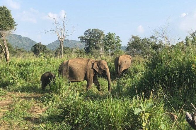 Full-Day Minneriya and Kaudulla National Parks Private Safari - Price and value: $28 sounds low, but know the entrance fee