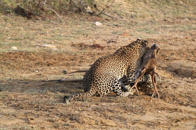 Full Day Safari ( The Best for Leopards ) in Yala - Key Points You’ll Care About Most
