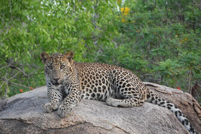 Full Day Safari ( The Best for Leopards ) in Yala - 4:30 a.m. Pickup and the 6am-to-6pm Wildlife Window