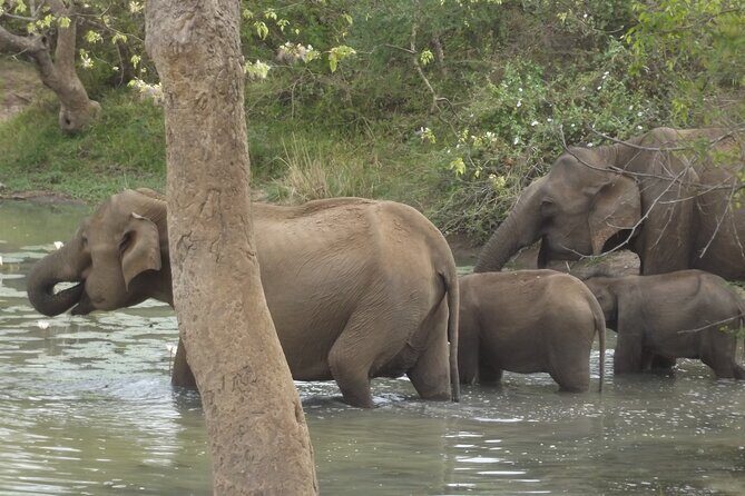 Full Day Safari ( The Best for Leopards ) in Yala - Inside Yala: How the Stops Feel Over a Long Day